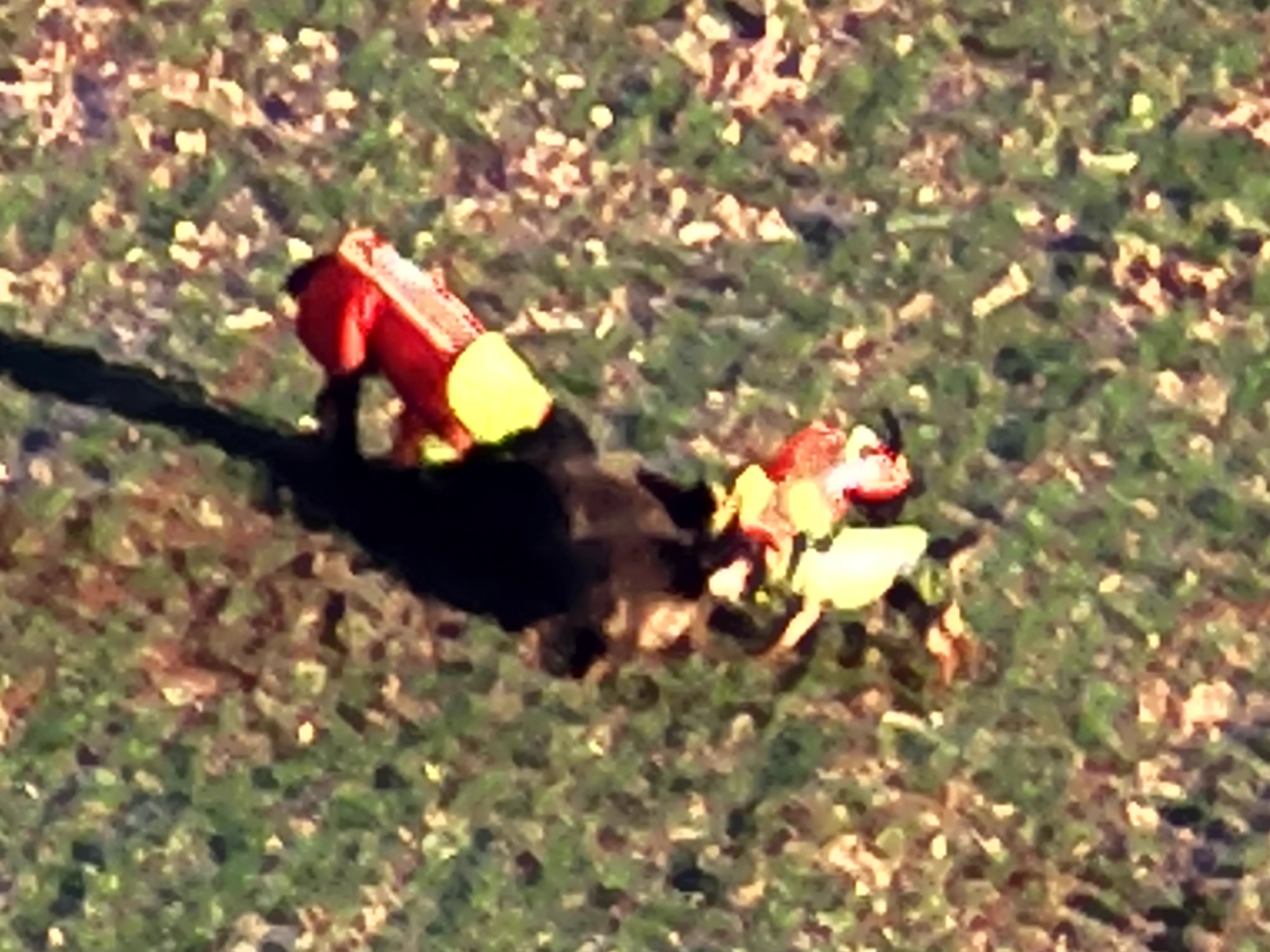 RGB-Detailaufnahme Kadaverbergung aus der Drohnenperspektive, ASP-Fallwildsuche