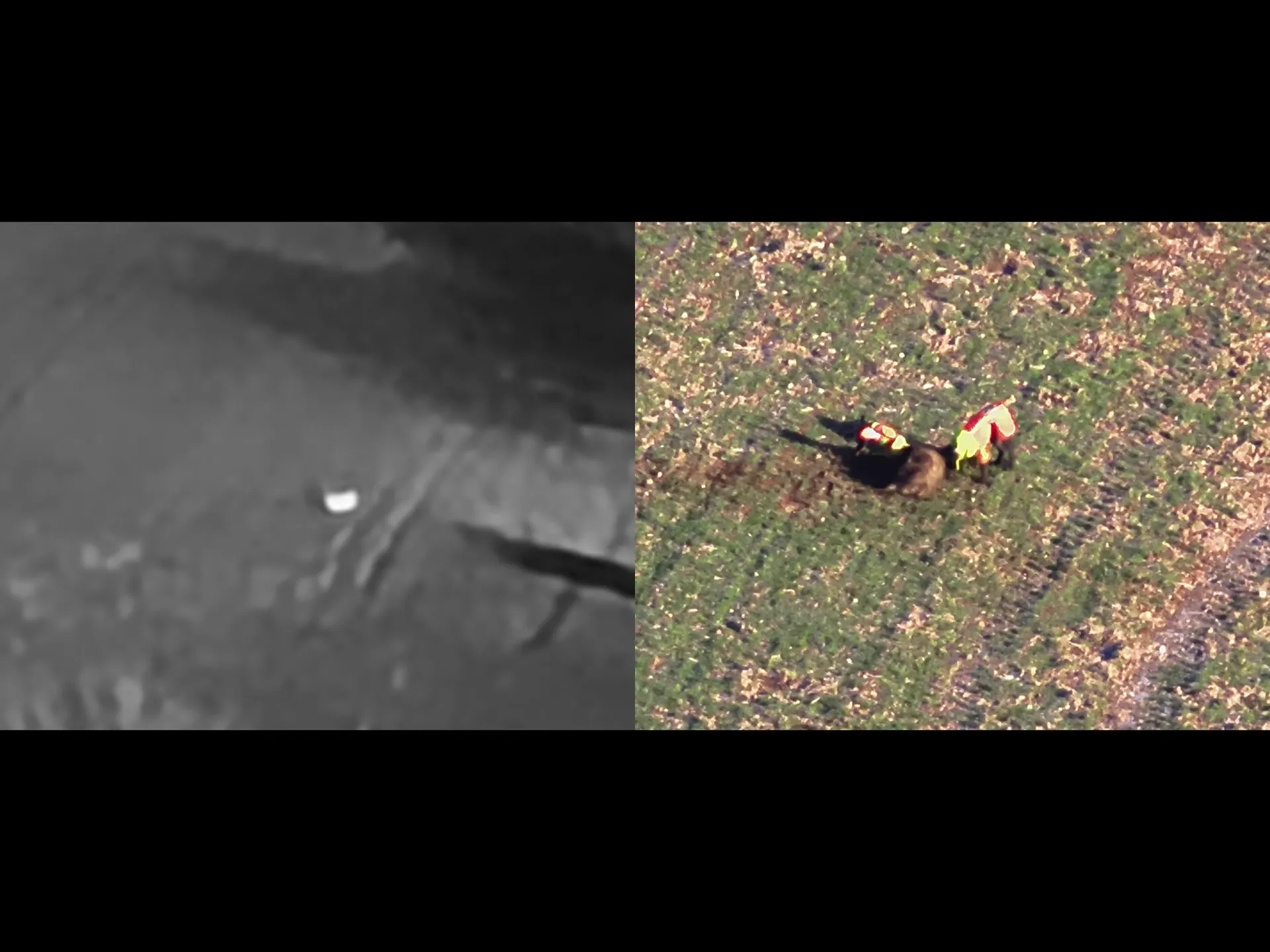 Thermografie-Drohne bei ASP-Fallwildsuche im Wald, Wärmebildkamera erkennt Wildschweinkadaver, Rheinland-Pfalz