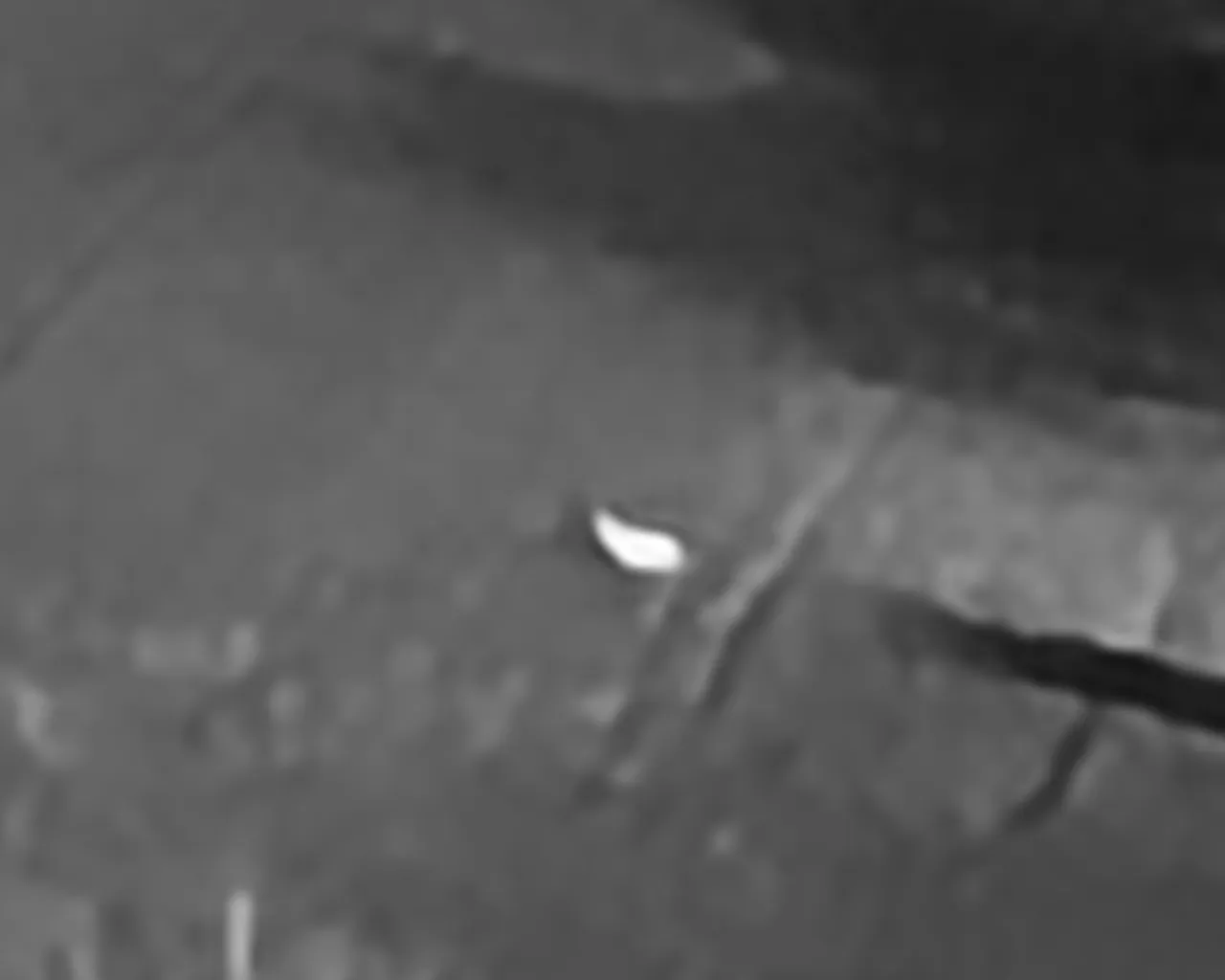 Wärmebild-Aufnahme eines Wildschweinkadavers durch Drohnen-Thermografie, ASP-Monitoring